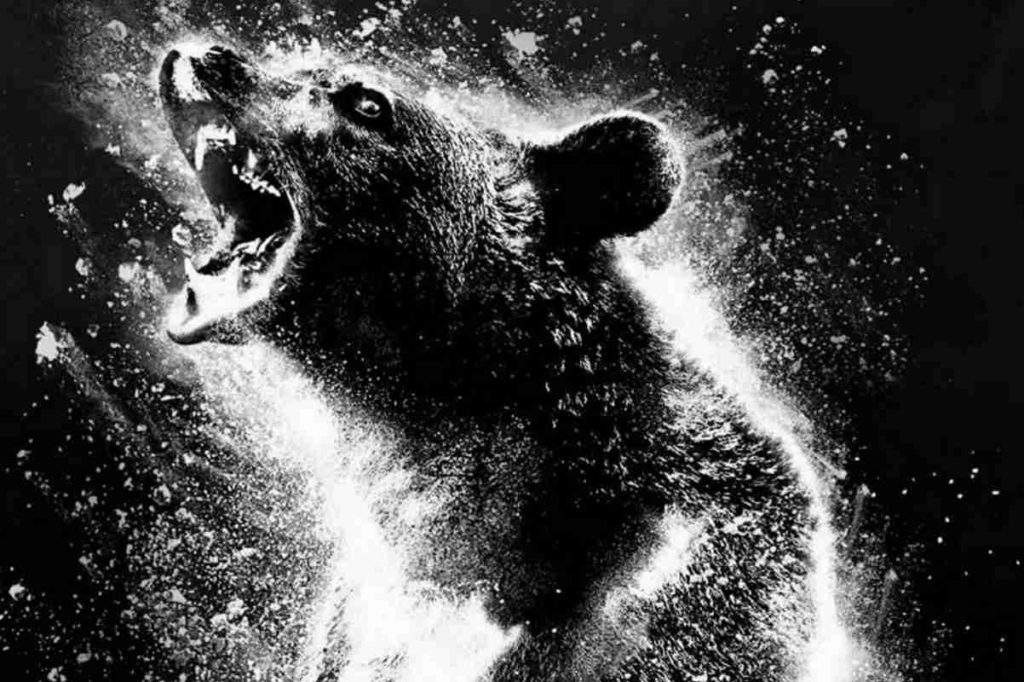 cocain orso