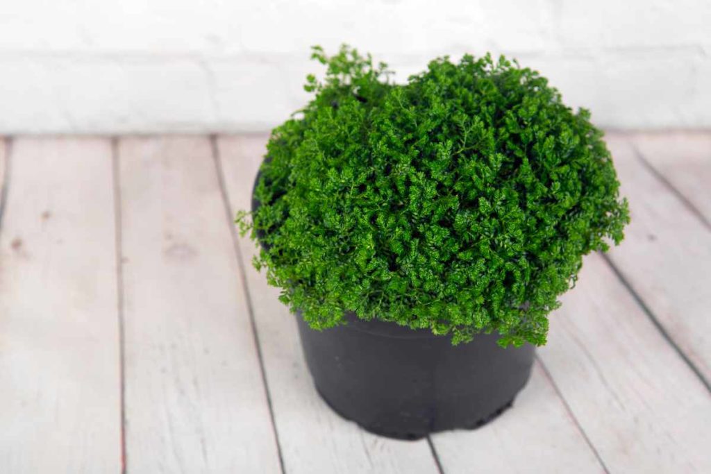 coltivare selaginella