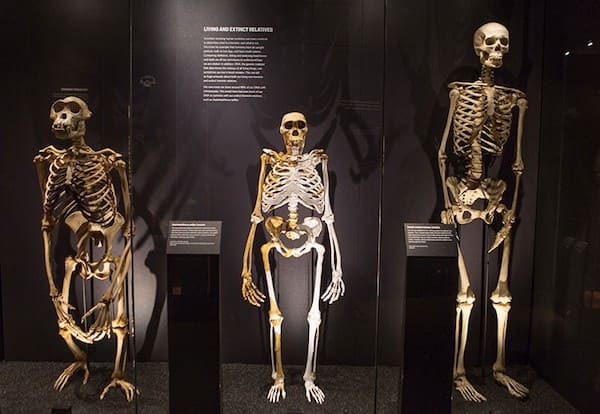 comparazione scheletro umano