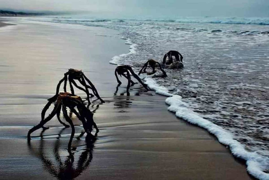 creature