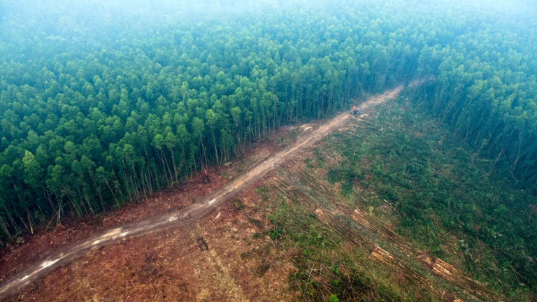 deforestazione cifor 2
