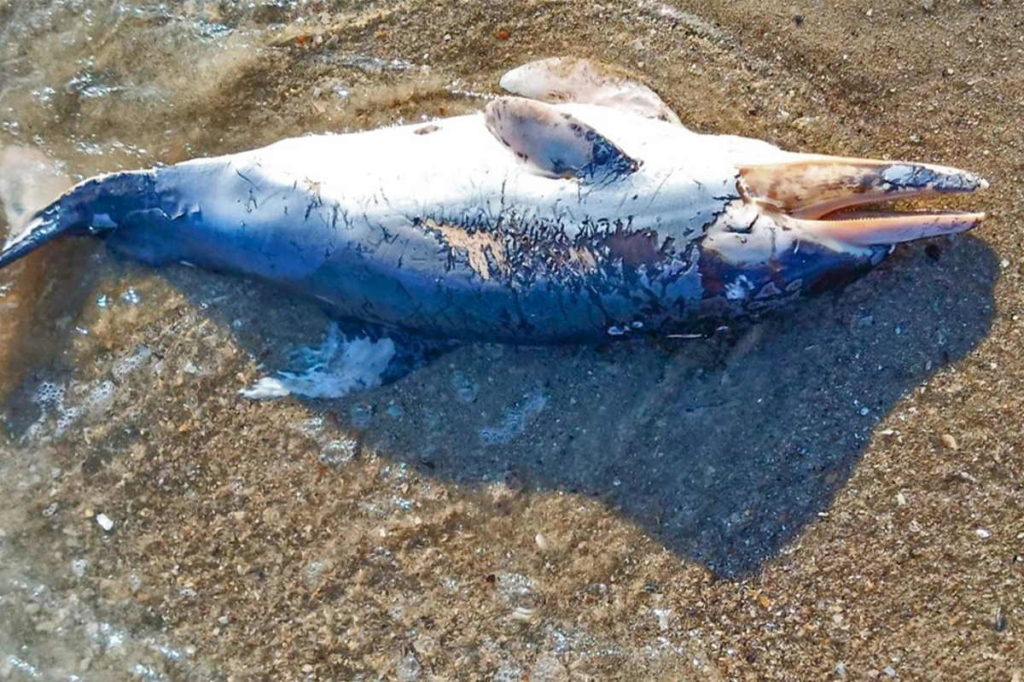 delfini morti mar nero