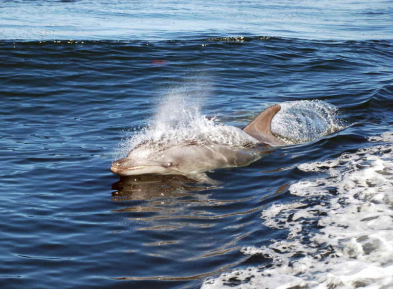 delfini alzheimer