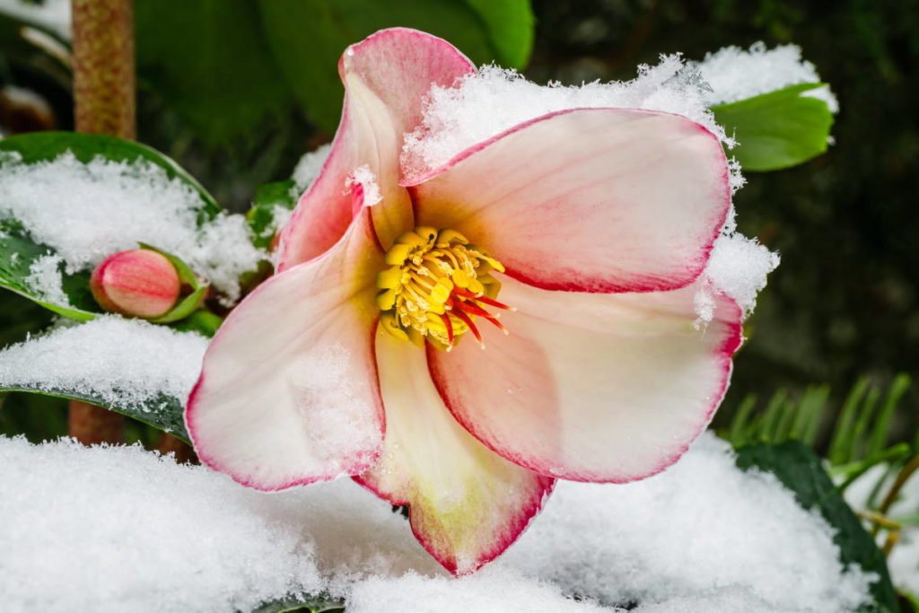 elleboro rosa natale
