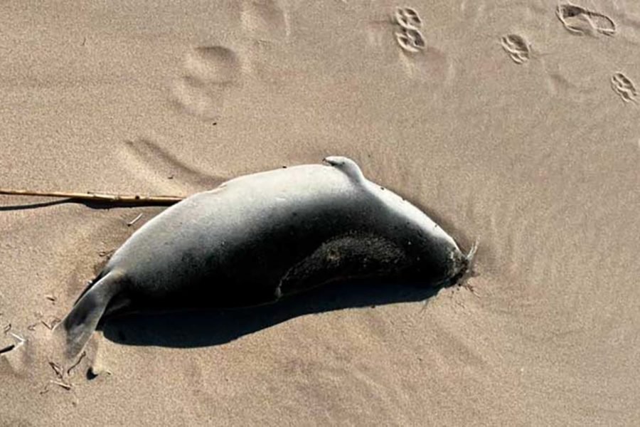 Strage di foche a rischio estinzione: 2500 esemplari sono stati trovati morti sulla costa del Mar Caspio in Russia