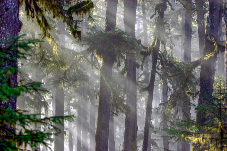 foresta alaska disboscamento1