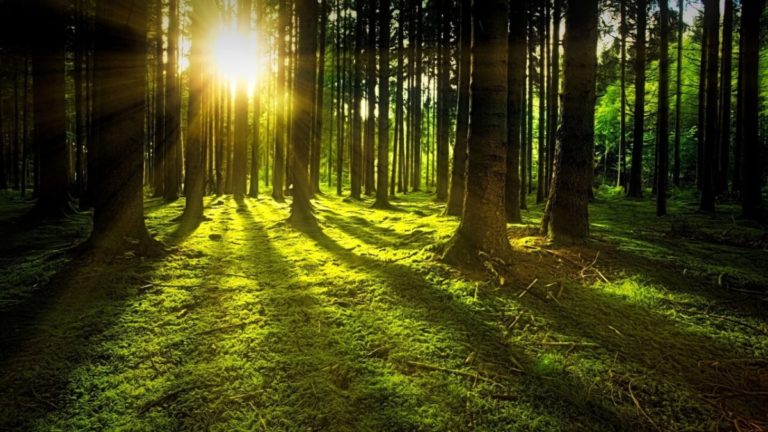 foreste carbon farming