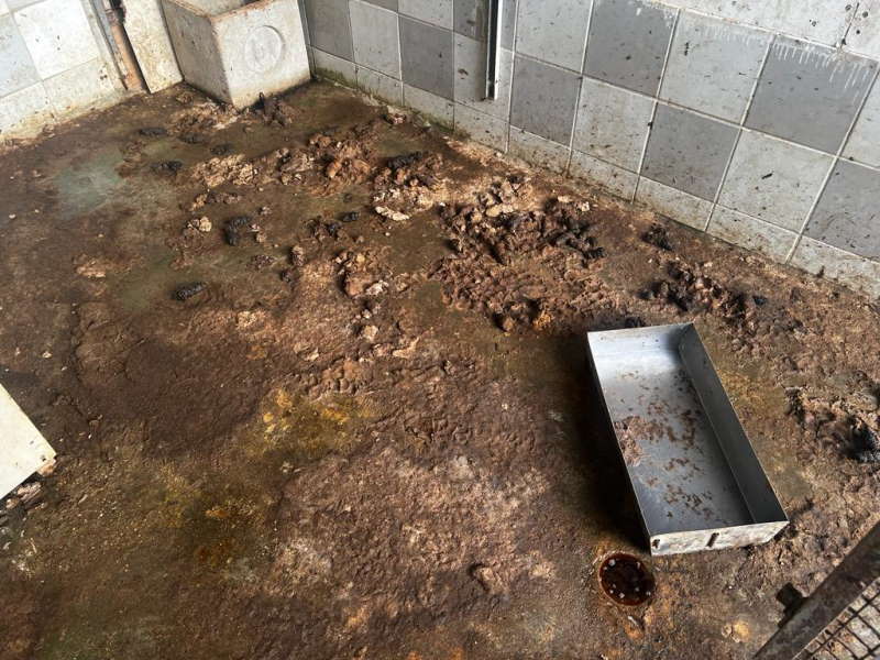 Ancora cani maltrattati: salvati sei pitbull provenienti da un allevamento degli orrori 1 gabbie sporche