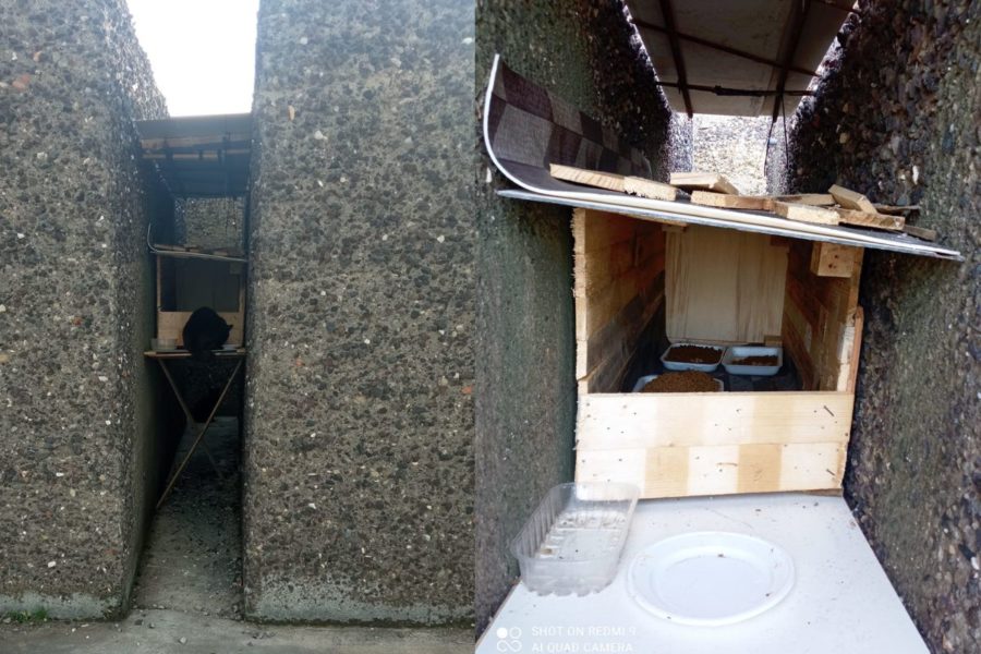 Va dalla sua colonia felina per mettere al riparo le ciotole e trova una sorpresa e un biglietto “per i suoi gatti” 1 gatti colonia