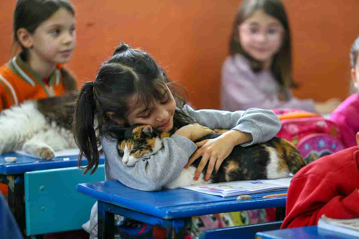 In questa scuola i bambini condividono i banchi con i gatti abbandonati (i risultati scolastici sono sorprendenti) 1 gatti