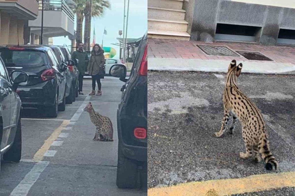 gatto Savannah