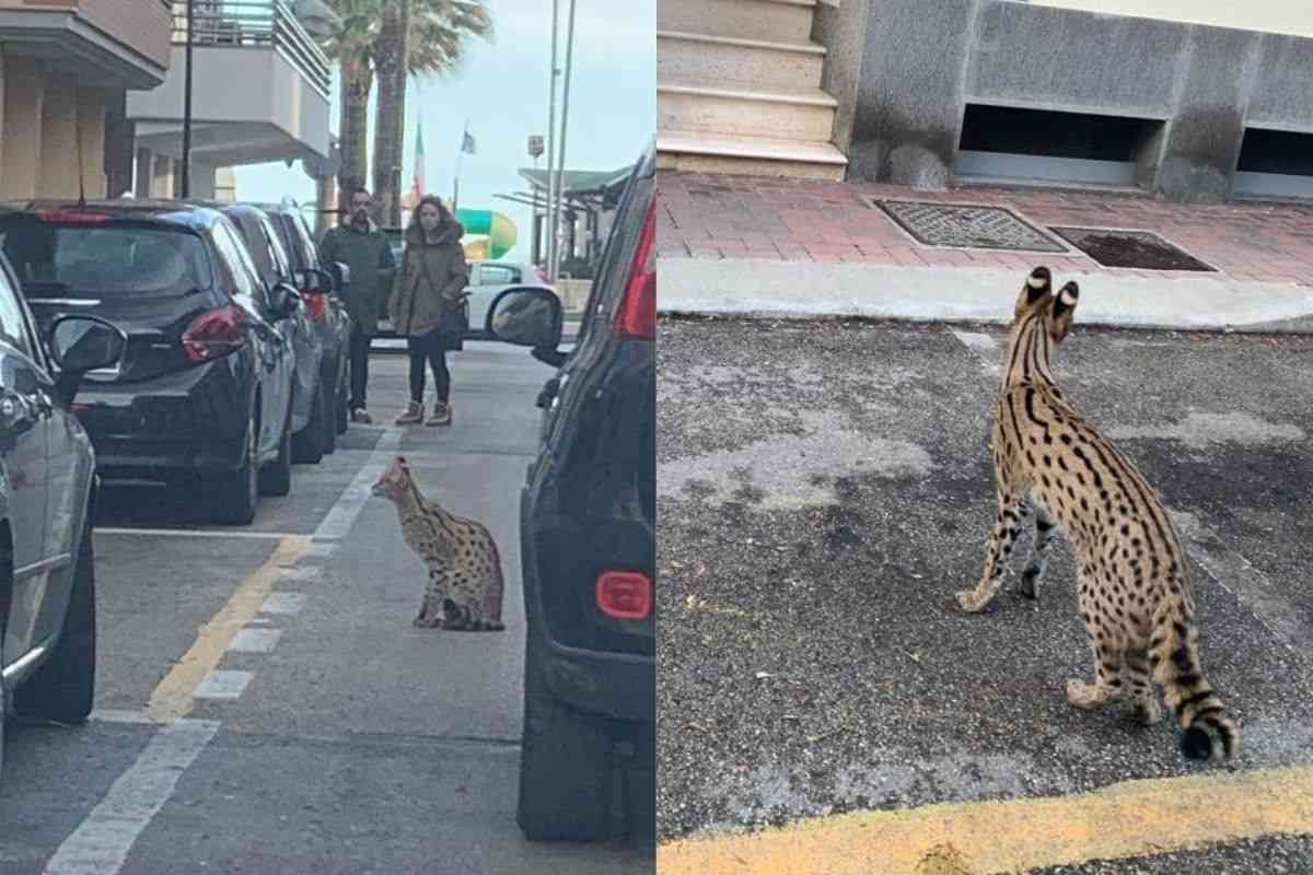 gatto Savannah
