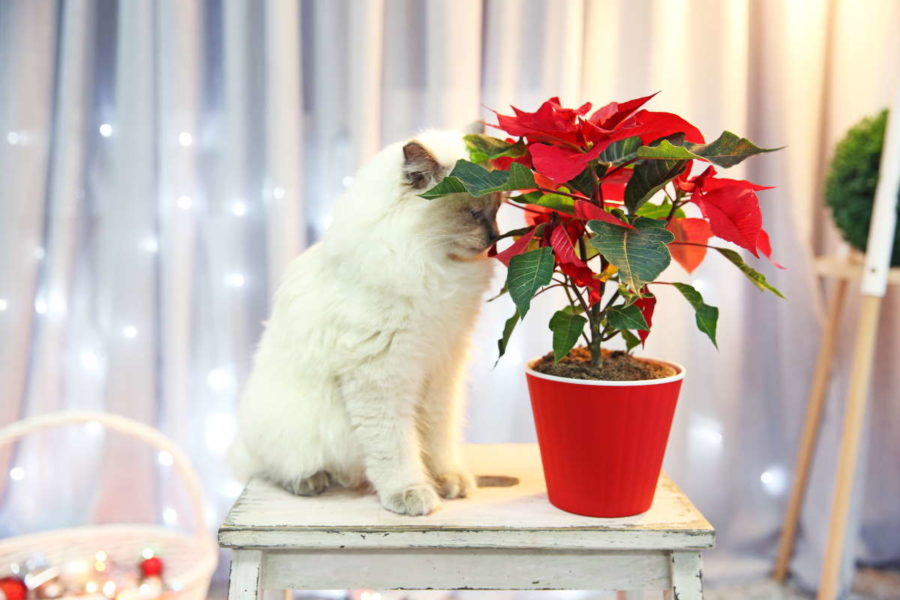 Se si comporta così, il tuo gatto (o il tuo cane) ha mangiato la Stella di Natale e dovresti portarlo subito dal veterinario 1 gatto stella natale