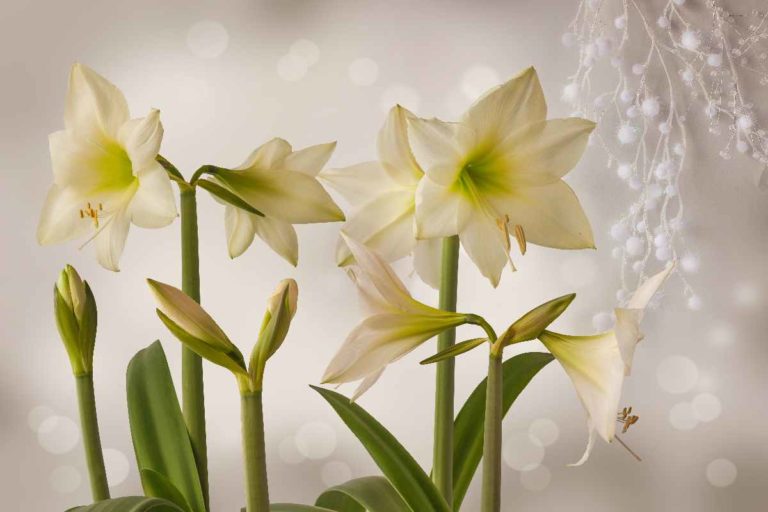 hippeastrum coltivazione