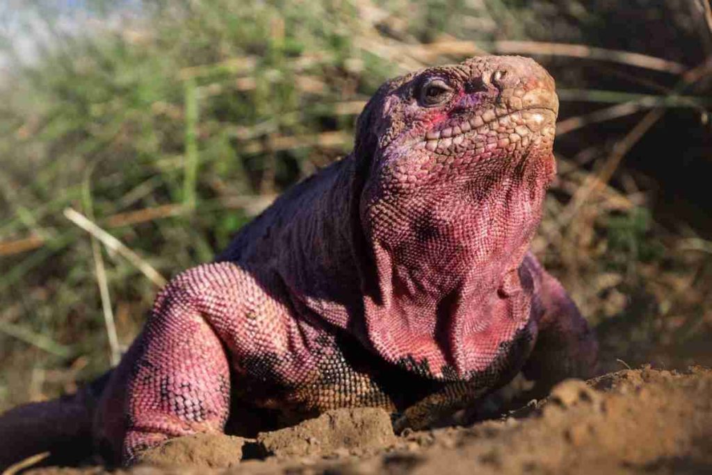 iguana rosa