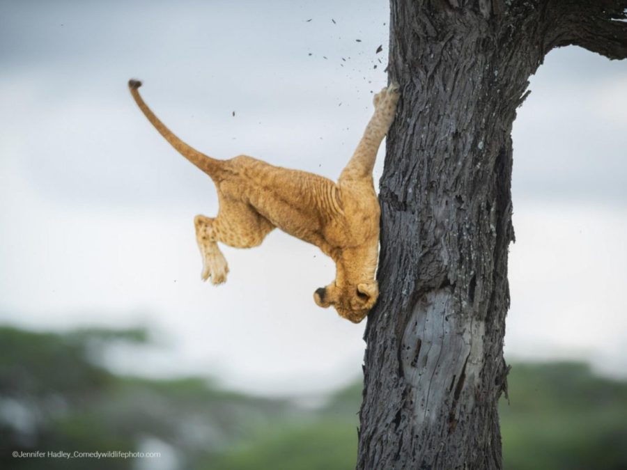 jennifer hadley not so cat like reflexes