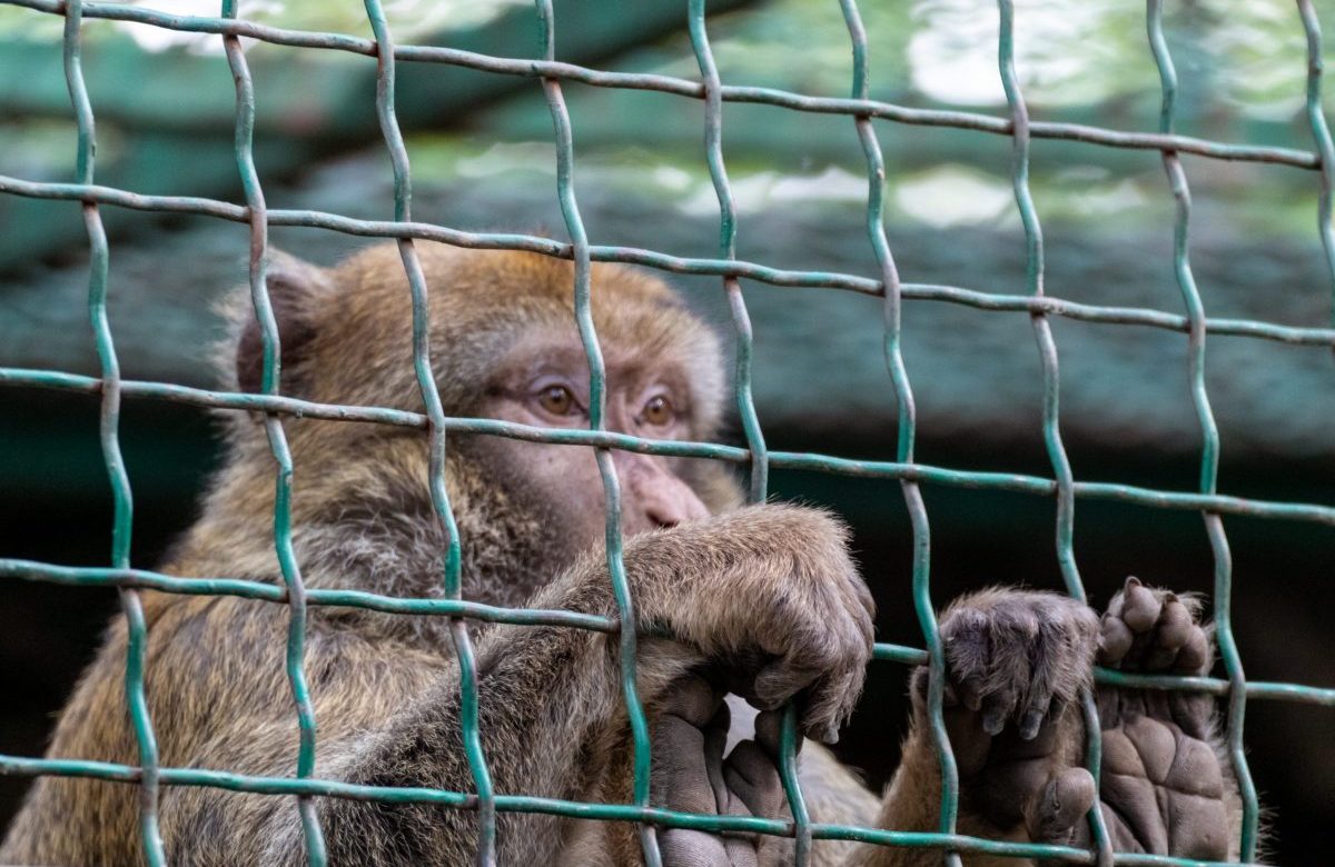 Cos’è questa storia delle scimmie infette e pericolose per l’uomo (e perché c’entra la sperimentazione sugli animali)