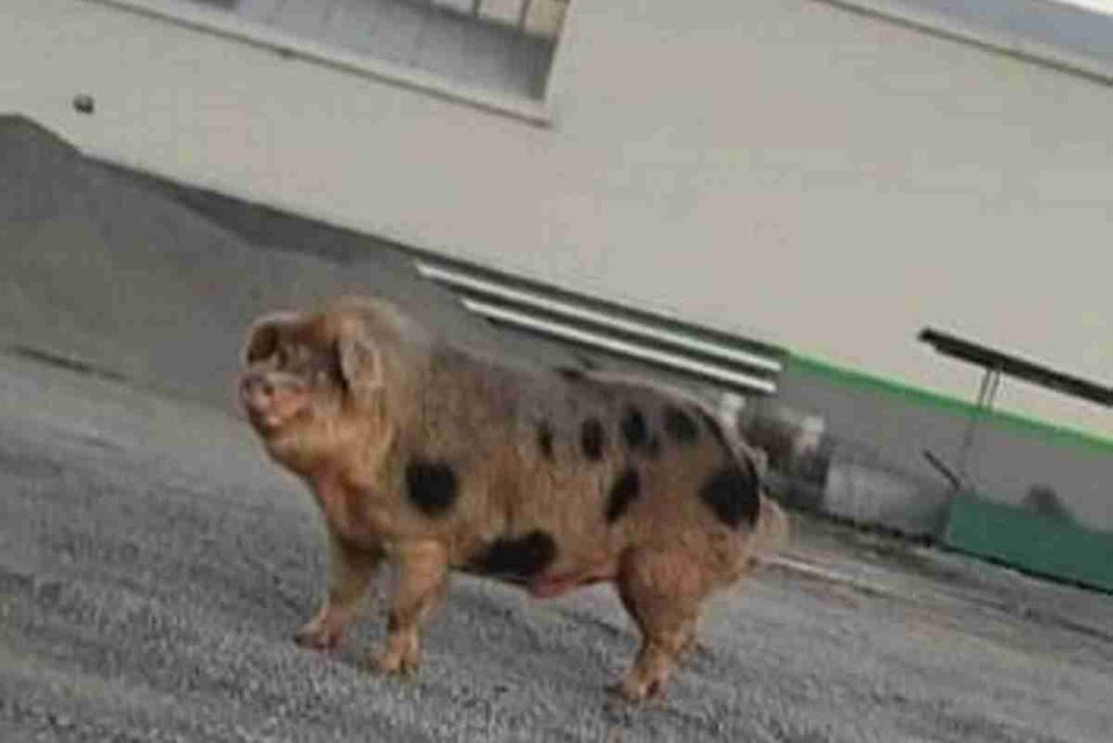 maialino