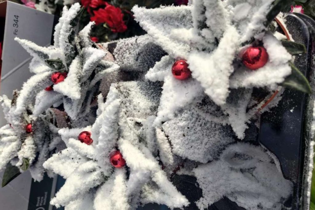 piante con neve spray