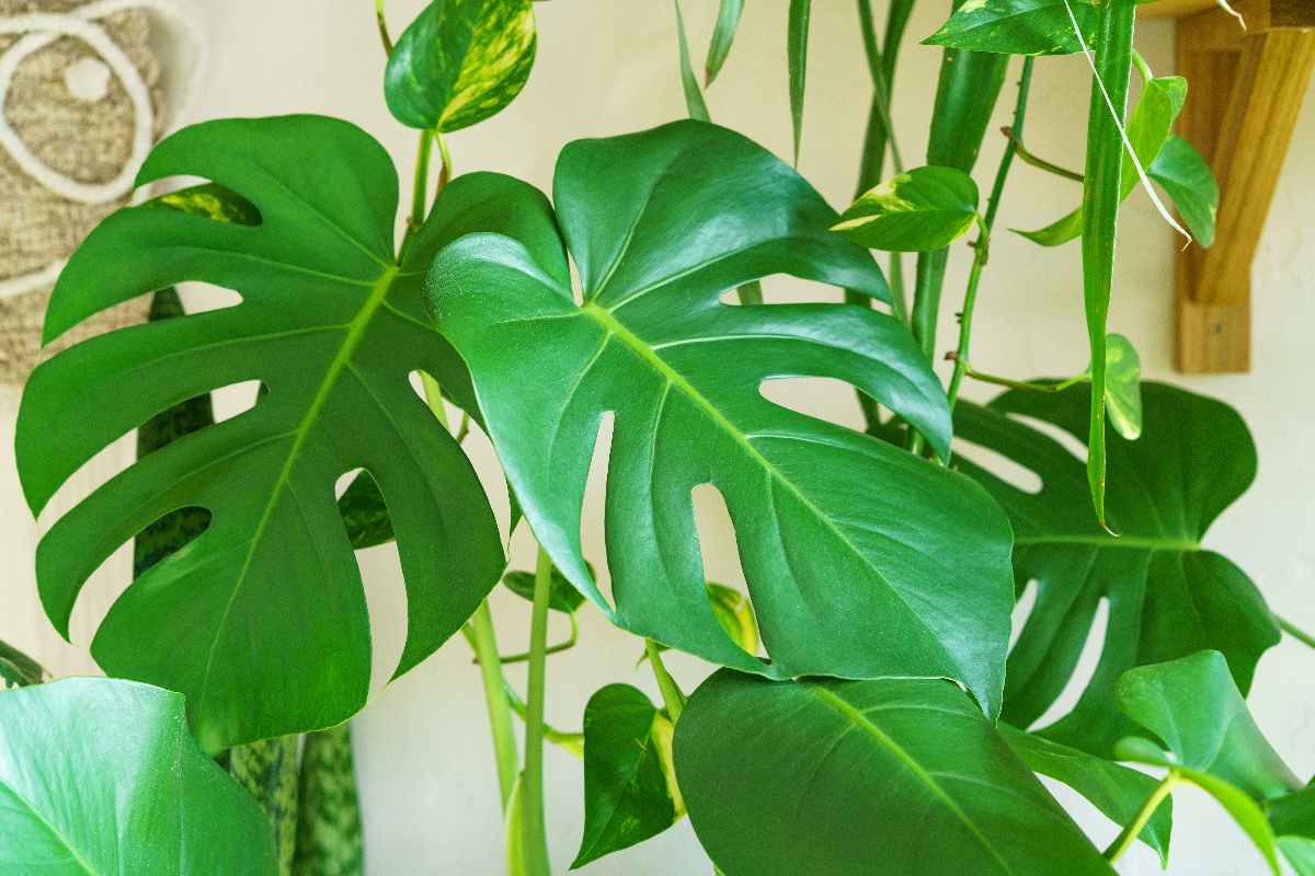 monstera