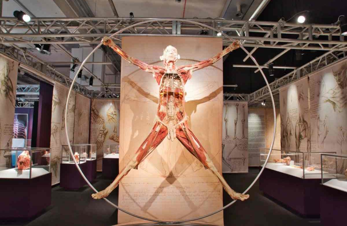 Real Bodies, dove e quando vedere la mostra con i cadaveri plastinati ispirati al genio di Da Vinci
