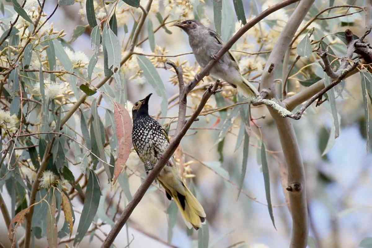 regent honeyeater