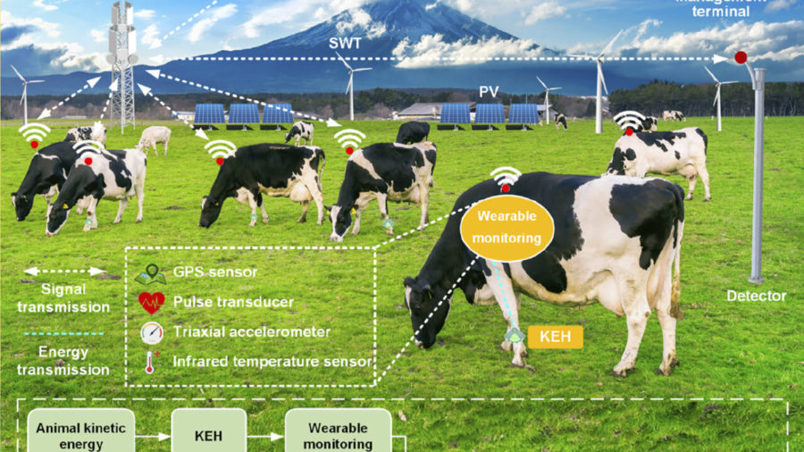 Uno “smartwatch” per le mucche raccoglierà dati sul benessere animale