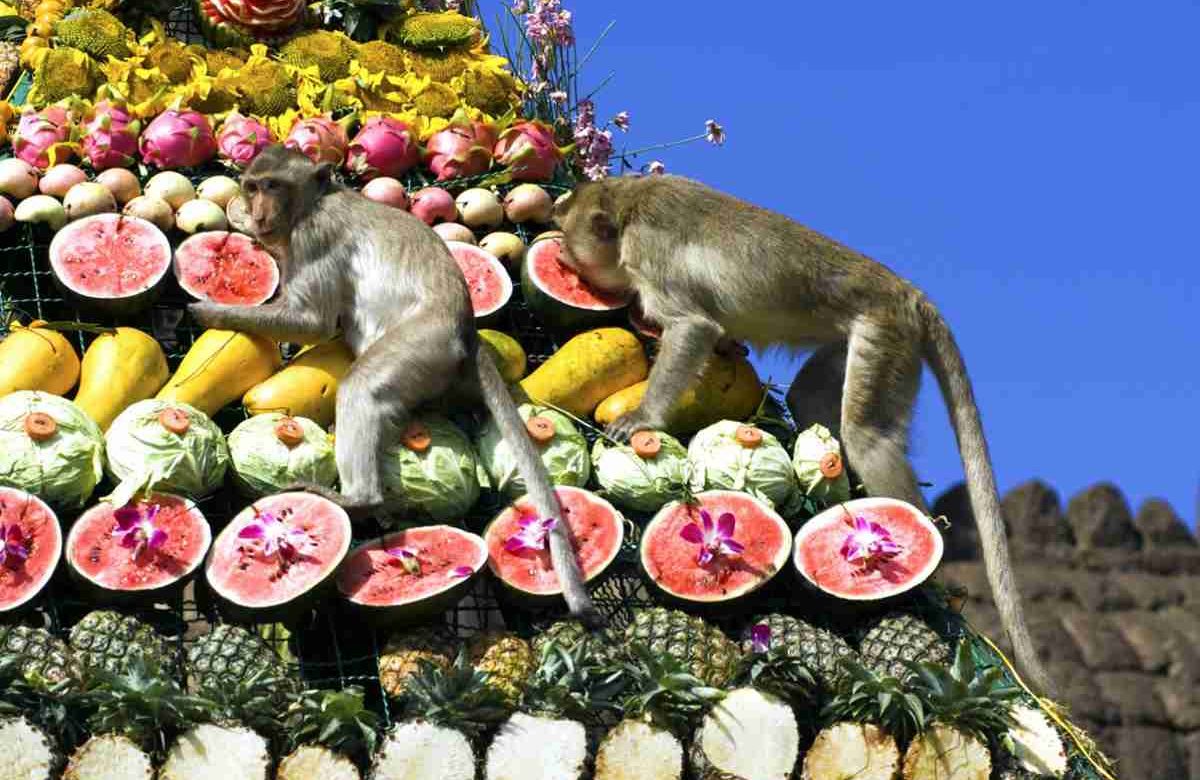 Il lato oscuro del Monkey Buffet Festival, il banchetto delle scimmie per attrarre i turisti in Thailandia