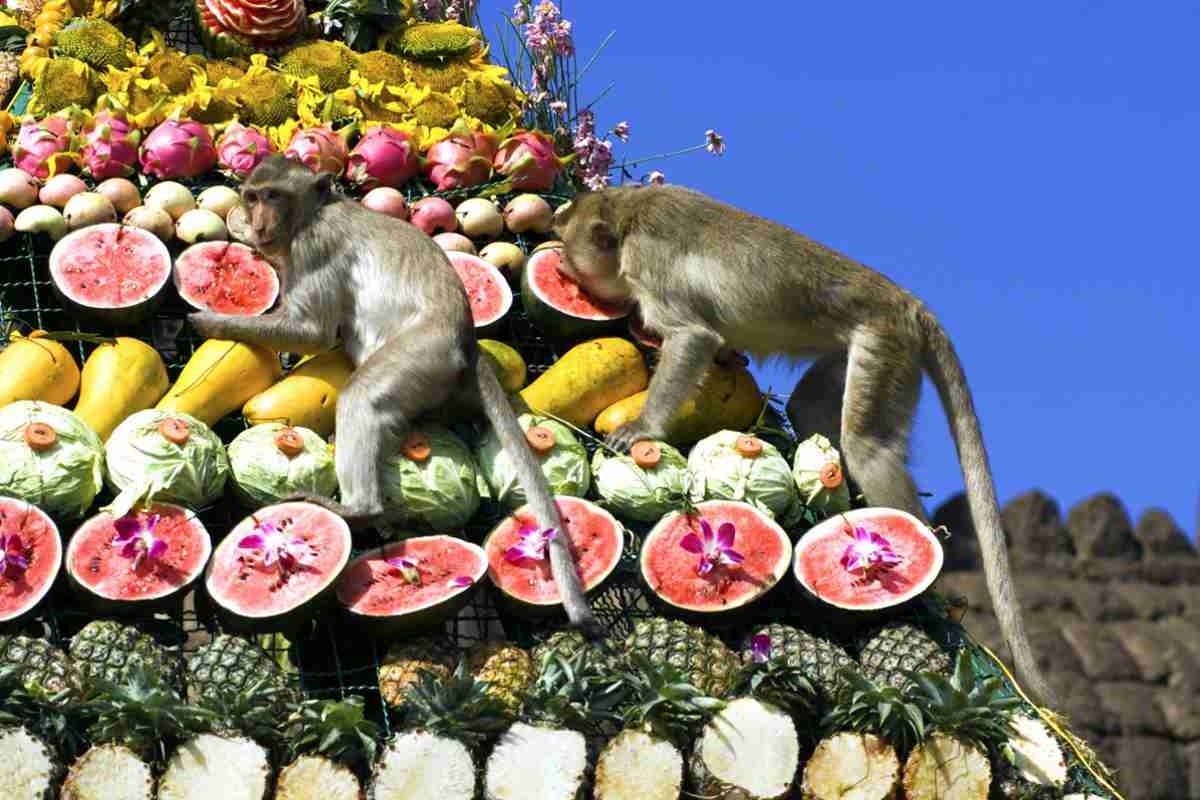 scimmie thailandia