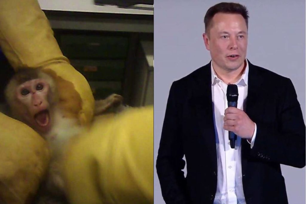 tes elon musk