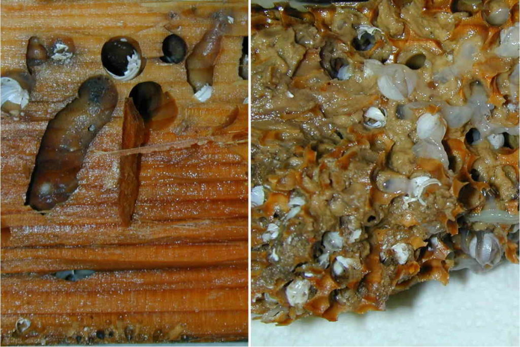 vongole cacca habitat