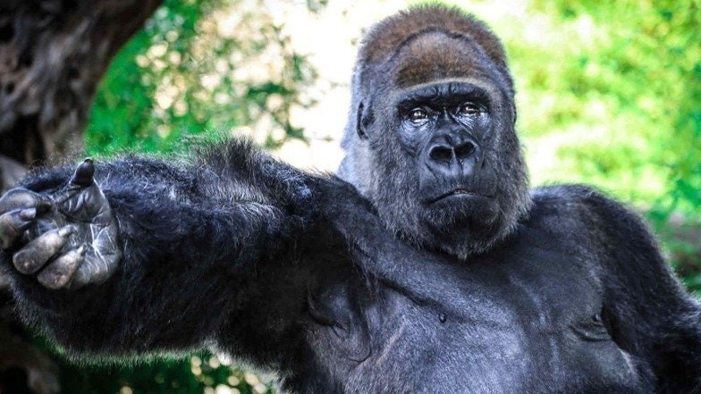 Perché è importante che ognuno di noi firmi la petizione per salvare Riù, il «gorilla triste» dello Zoo di Fasano