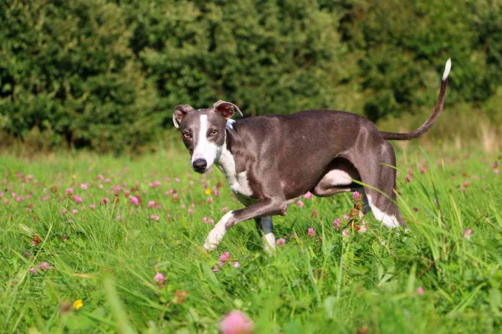 whippet
