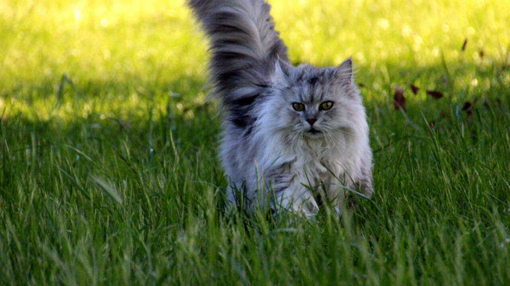 animali domestici 5