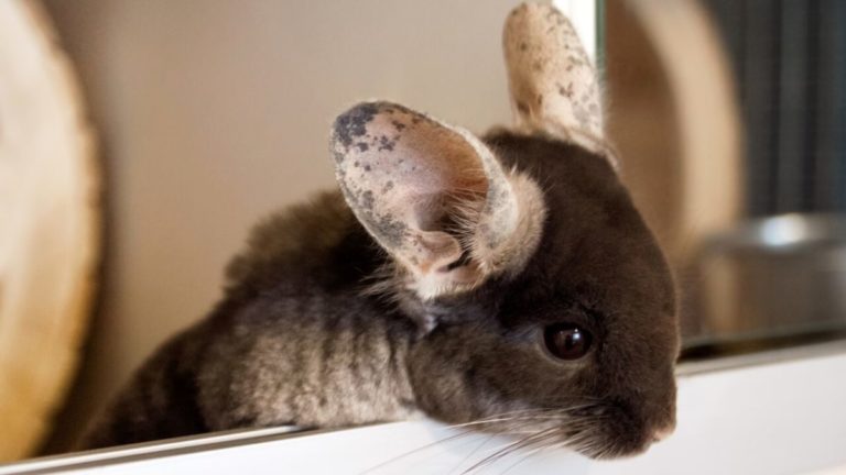 cute chinchilla of brown velvet color is sitting i 2022 11 16 23 25 39 utc