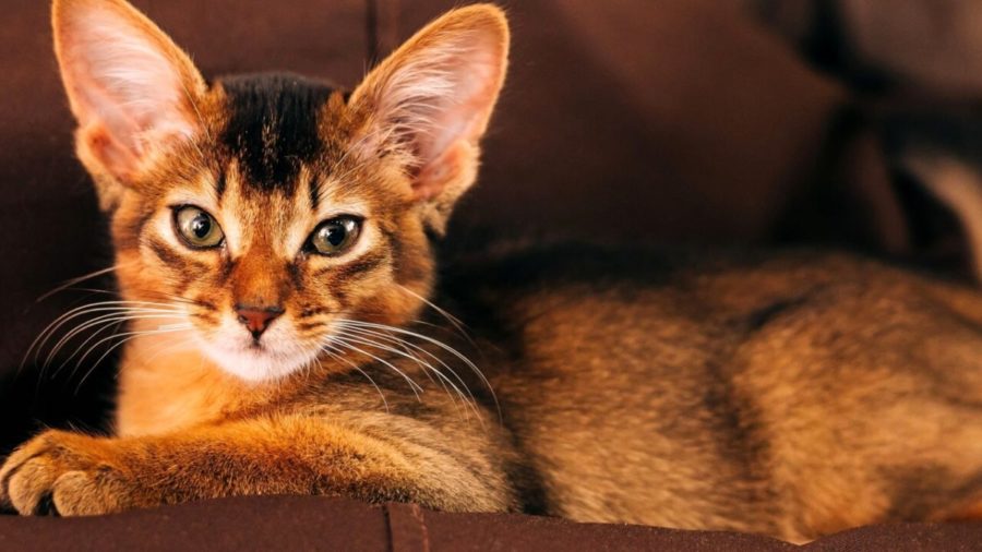 Alla scoperta del gatto Somalo, le origini di un felino vivace e intelligente