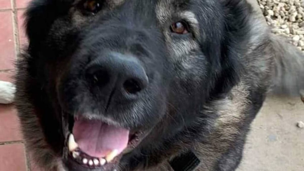 il cane sheila