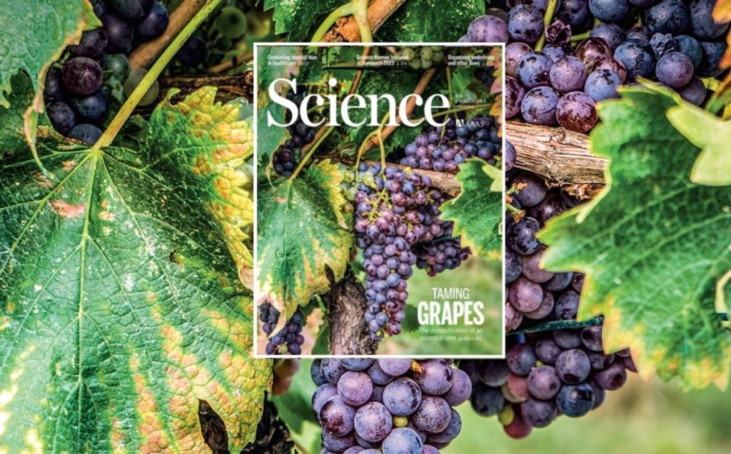 Dove e come e nato il vino