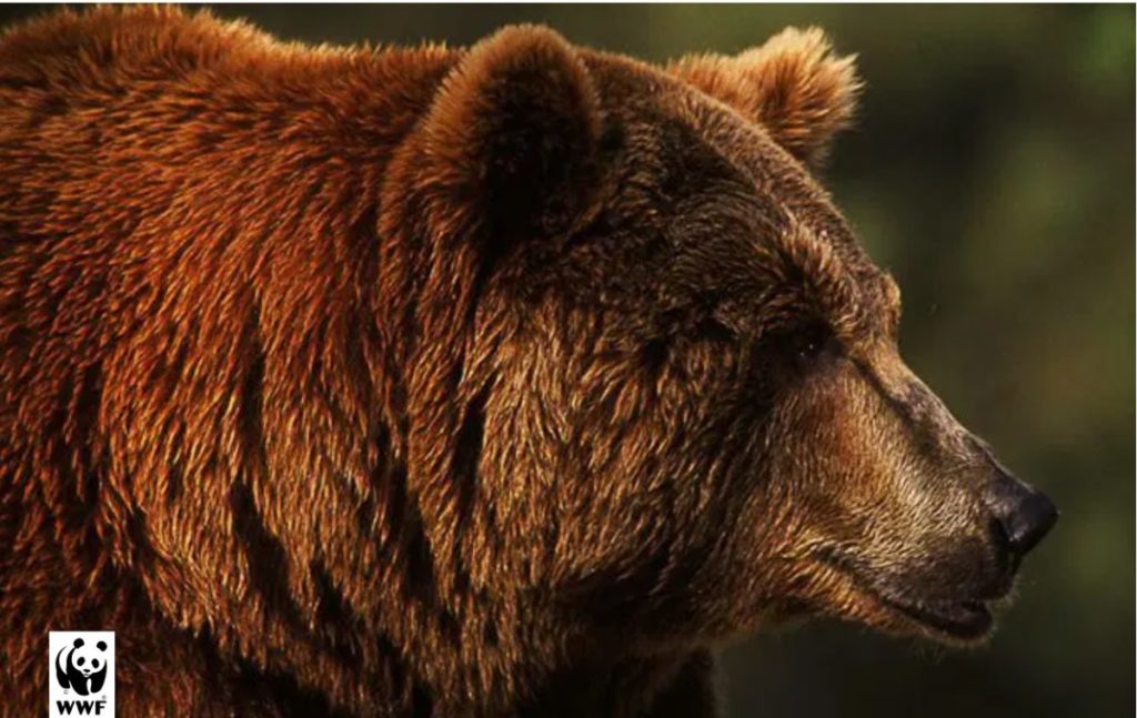 Orso MJ5 1