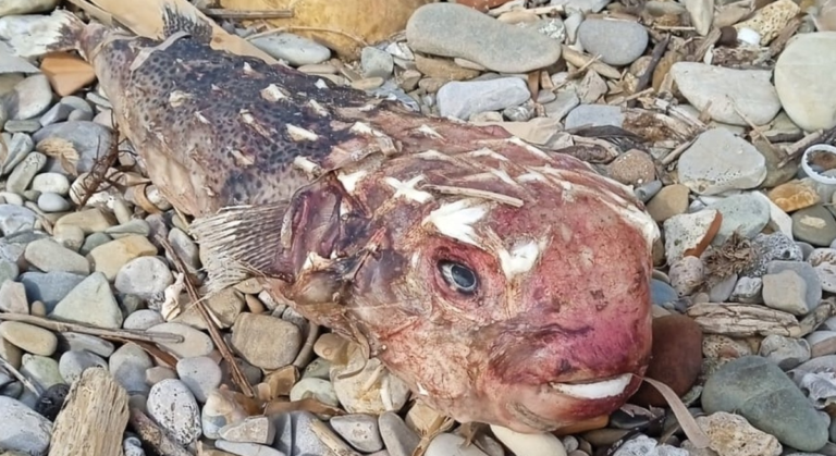 Pesce Alieno Santa Marinella