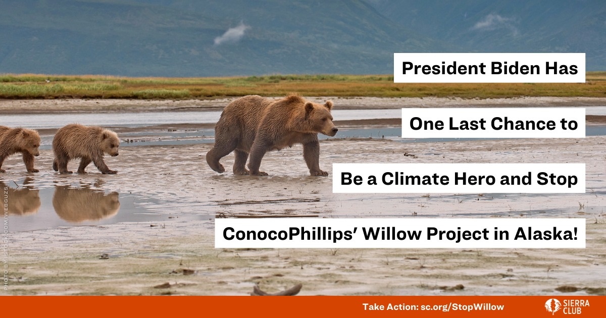 Tik tok contro il Willow Project petrolifero in Alaska. Diventa virale la campagna per salvare la fauna artica 1 Tik tok contro il Willow Project