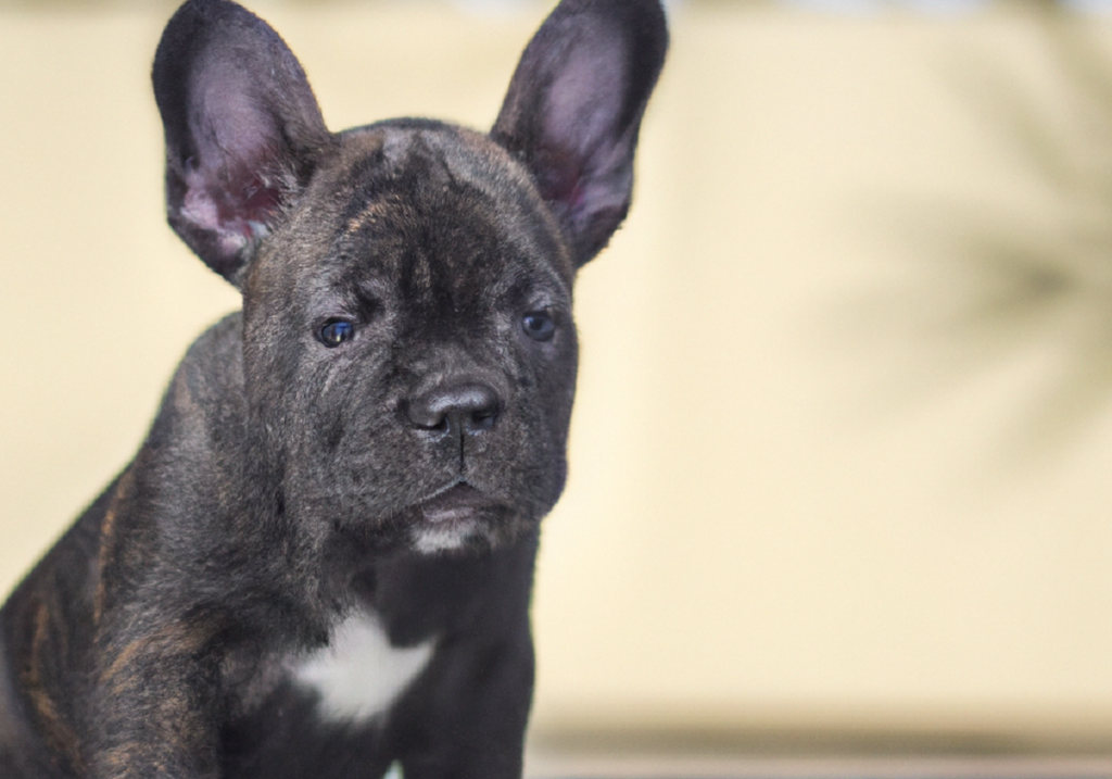 bulldog francese caratteristiche fisiche e comportamentali