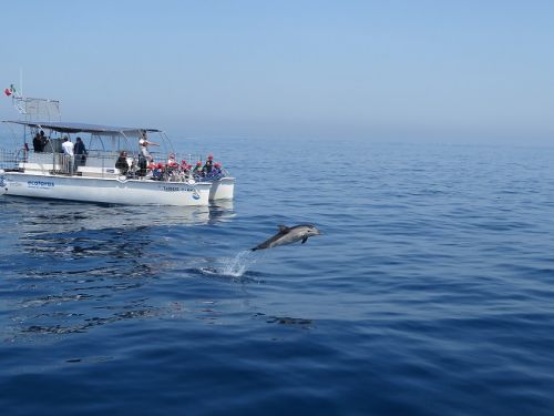 cnr cetacei golfo taranto delfini