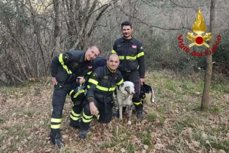 Genova, vigile del fuoco salva un cane 4 image 1a141ba6 0d30 41ed 92ee 17ac63c25ac7