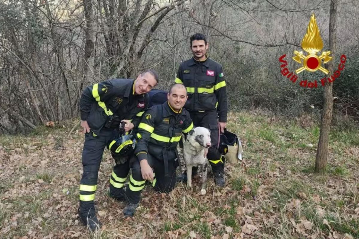 Genova, vigile del fuoco salva un cane 1 image 1a141ba6 0d30 41ed 92ee 17ac63c25ac7