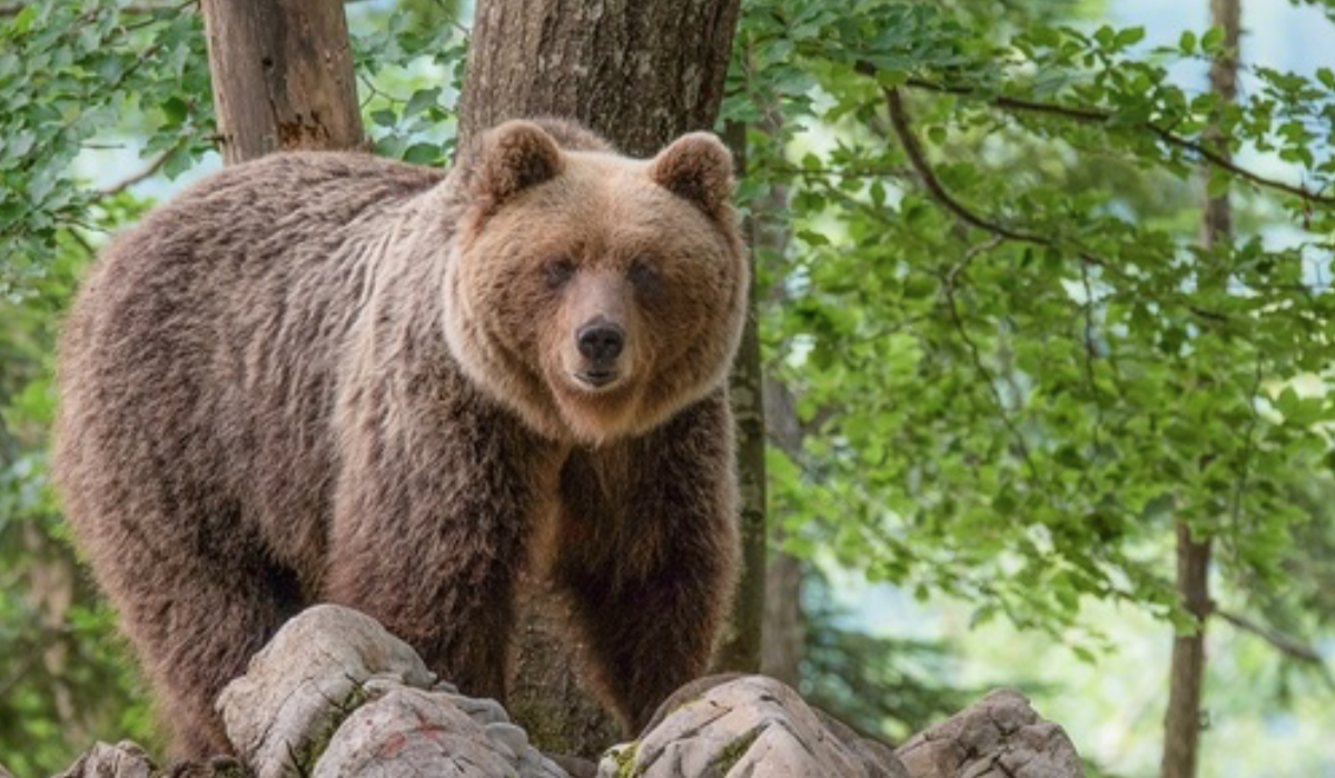 Trentino, orso attacca e ferisce un uomo 1 image 8a6cd245 7701 47db be6b 7b3dec8515c1