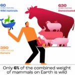 Il peso della colpa: la biomassa del bestiame supera quella dei mammiferi selvatici