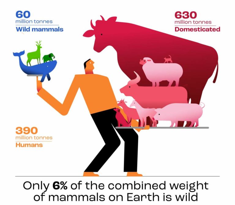 la biomassa del bestiame supera quella dei mammiferi selvatici 1
