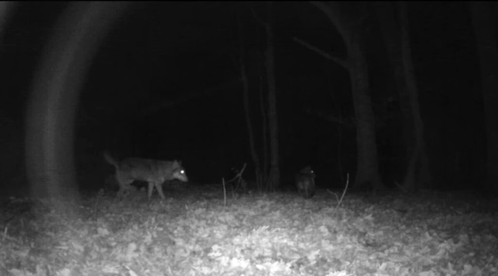 lupi sui monti cimini foto tratte da un video di enrico barbini 2