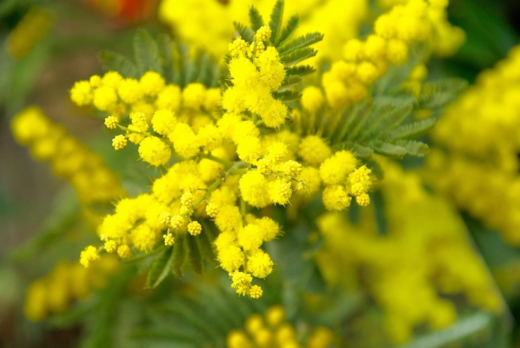 mimosa 673238 1920
